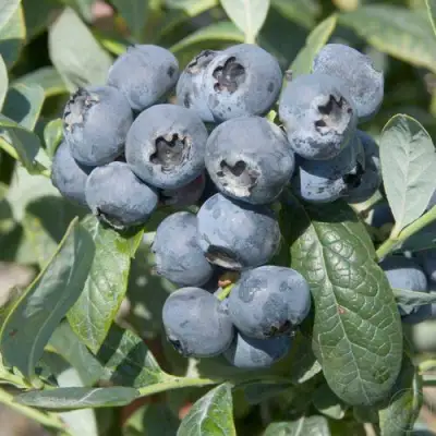 Голубика БРИГИТТА в Гомеле