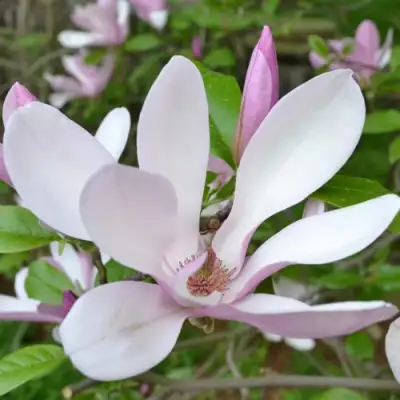 Магнолия ДЖОРДЖ ГЕНРИ КЕРН в Гомеле