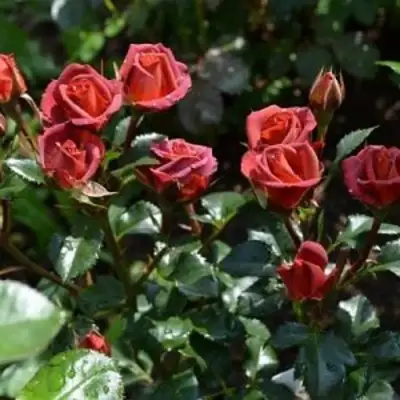 Роза ЧОКОЧИНО спрей в Гомеле