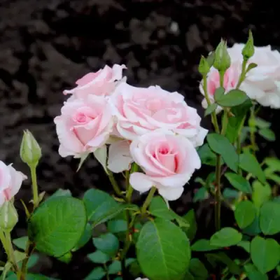 Роза ФЛАМИНГО чайно-гибридная в Гомеле