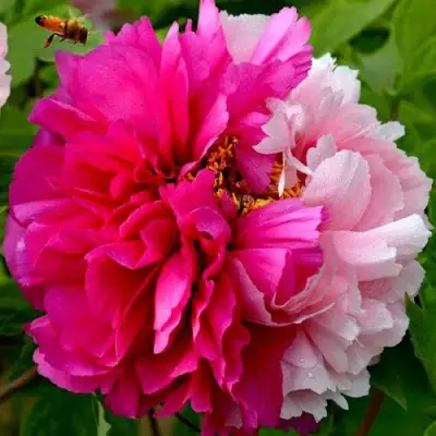 Пион ДВЕ СЕСТРЫ древовидный в Гомеле