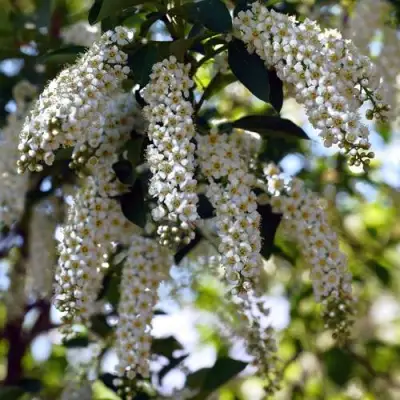 Черемуха виргинская ШУБЕРТ в Гомеле