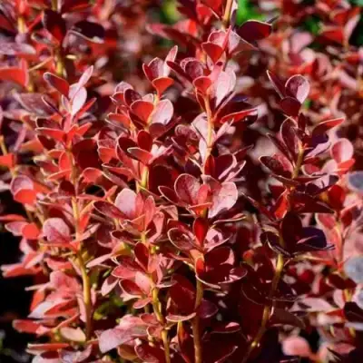 Барбарис ВУЛКАНО тунберга в Гомеле