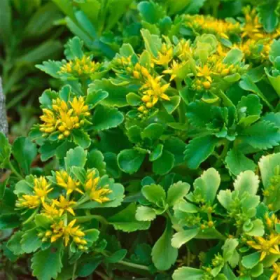 Очиток (седум) ИММЕРГРУН камчатский в Гомеле