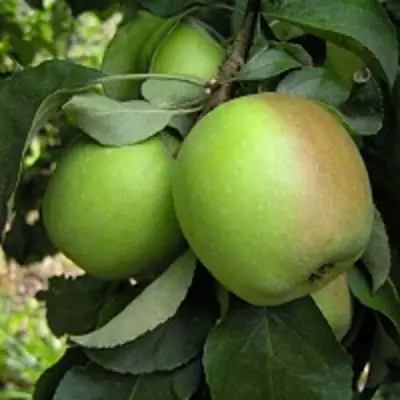 Яблоня ПАМЯТЬ СИКОРЫ в Гомеле