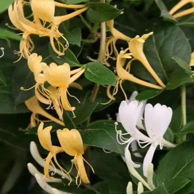 Жимолость ХАЛЛИАНА японская (Хелиана) в Гомеле