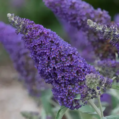 Буддлея НАНО ПЕРПЛ  в Гомеле