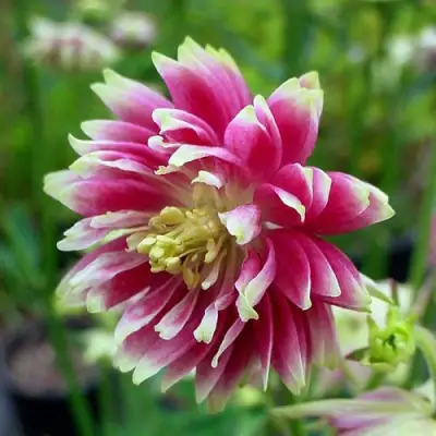 Аквилегия БАРЛОУ НОРА гибрид МакКаны в Гомеле