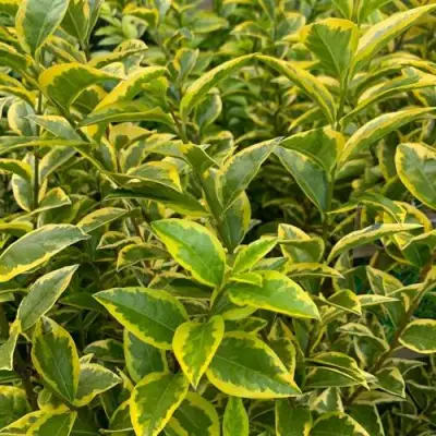 Бирючина АУРЕУМ овальнолистная в Гомеле