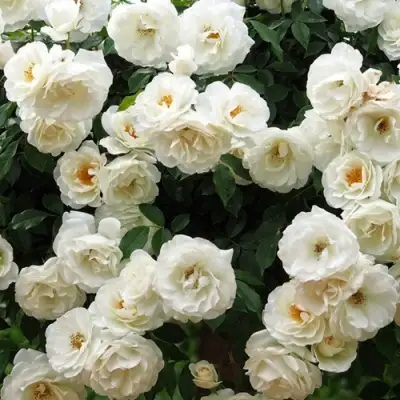 Роза АЙСБЕРГ флорибунда в Гомеле