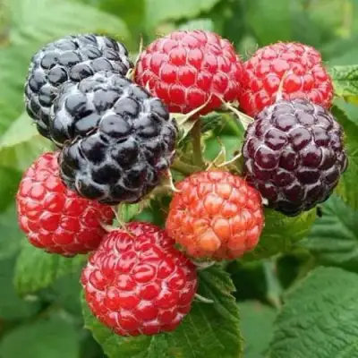 Малина БРИСТОЛЬ в Гомеле