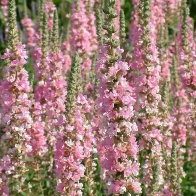 Дербенник БЛАШ иволистный в Гомеле