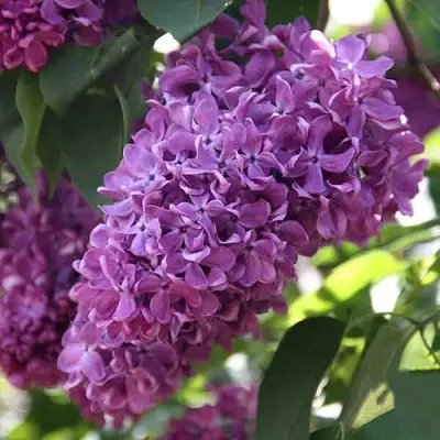 Сирень КАПИТАН ГАСТЕЛЛО в Гомеле