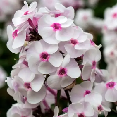 саженцы флокса