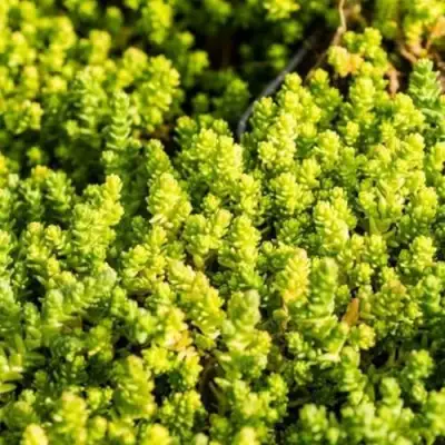 Очиток (седум) ЙЕЛЛОУ КВИН едкий в Гомеле