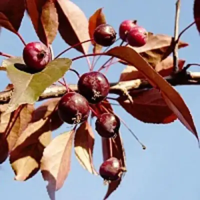 Яблоня РОЯЛТИ декоративная в Гомеле