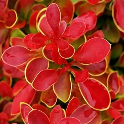 Барбарис КОРАЛ тунберга в Гомеле