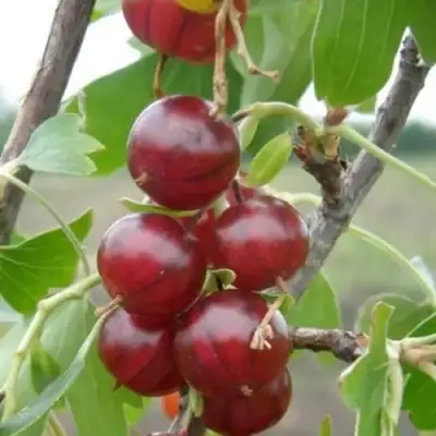 Смородина золотистая КЛЮКВЕННАЯ в Гомеле