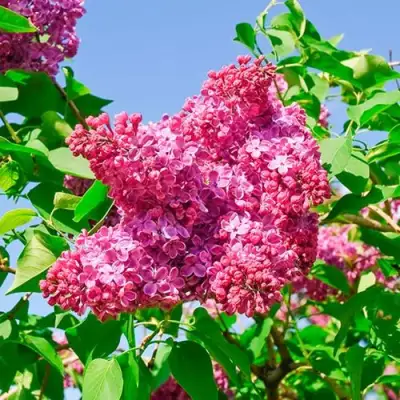 Сирень КРАСНАЯ МОСКВА в Гомеле