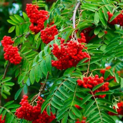 Рябина ПЛАКУЧАЯ сладкоплодная в Гомеле