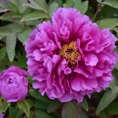 Пион ЛИЛОВАЯ ФАНТАЗИЯ древовидный в Гомеле