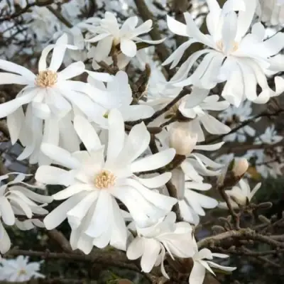 Магнолия РОЯЛ СТАР в Гомеле