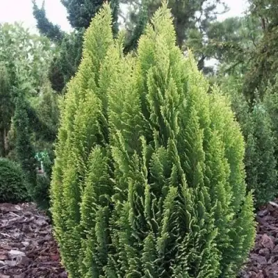 Кипарисовик ЭЛВУДИ ЭМПАЙР лавсона в Гомеле