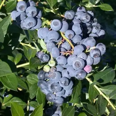 Голубика БОНУС в Гомеле