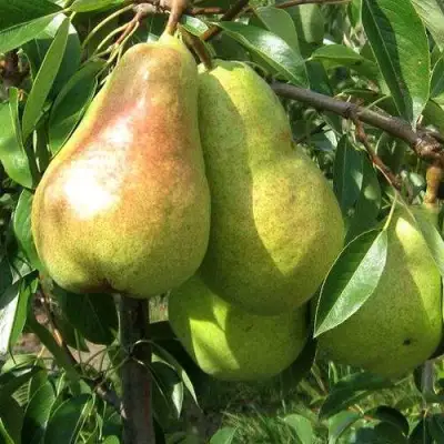 Груша БЕРЕ ЛЮКА в Гомеле