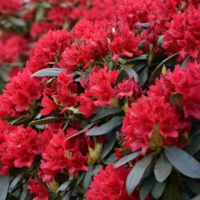 Рододендрон БУЗУКИ в Гомеле