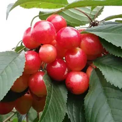 Черешня ГАСТИНЕЦ в Гомеле