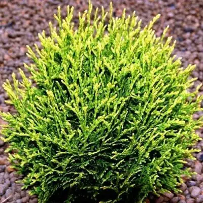 Туя ВОТЕРФИЛД западная в Гомеле