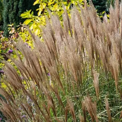 Мискантус КЛЯЙН СИЛЬБЕРСПАЙН китайский  в Гомеле