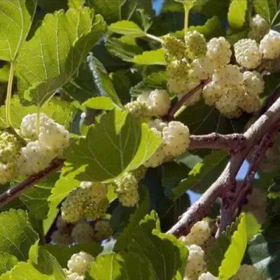 Шелковица БЕЛАЯ АЛЬБА в Гомеле