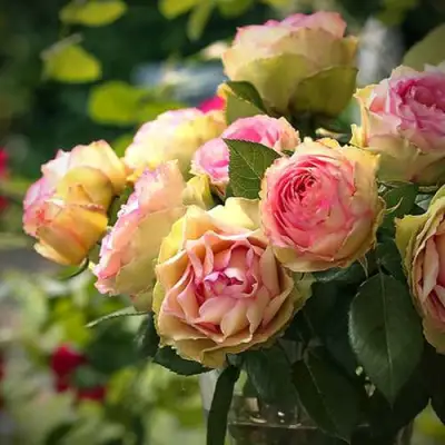 Роза ПИТАХАЙЯ чайно-гибридная в Гомеле