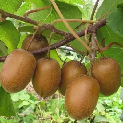 Актинидия ХЕЙВАРД киви в Гомеле