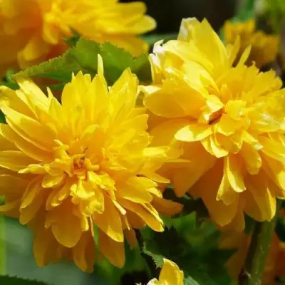 Керрия японская АУРЕОВАРИЕГАТТА в Гомеле