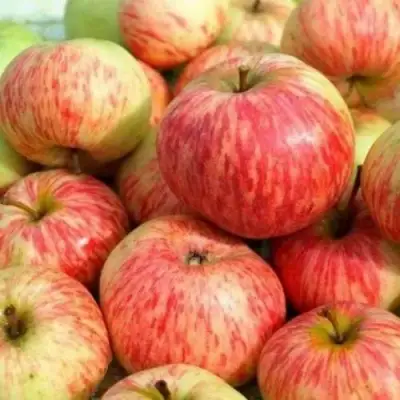 Яблоня РАНЕТКА (КОРОБОВКА) в Гомеле