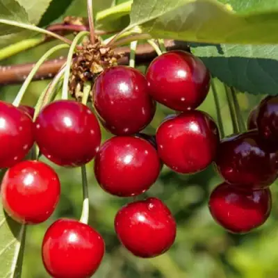 Вишня ЛЮБСКАЯ в Гомеле