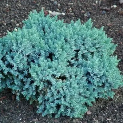 Можжевельник БЛЮ СТАР чешуйчатый в Гомеле