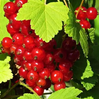 Смородина красная ГАЗЕЛЬ в Гомеле