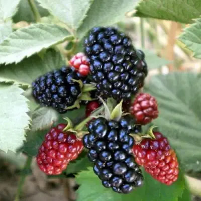 Ежевика ОРКАН бесшипная  в Гомеле