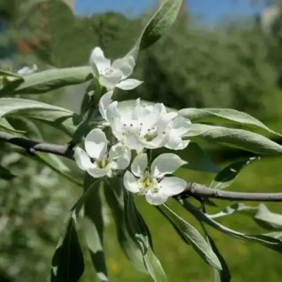 Груша ИВОЛИСТНАЯ в Гомеле