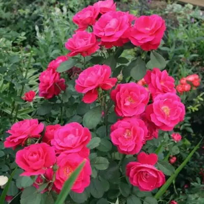 Роза ДЖОРДЖ ВАНКУВЕР флорибунда в Гомеле