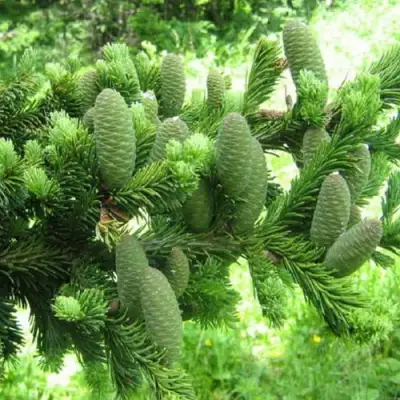 Пихта белая в Гомеле