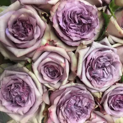 Роза ДОЛЬЧЕТТО чайно-гибридная в Гомеле