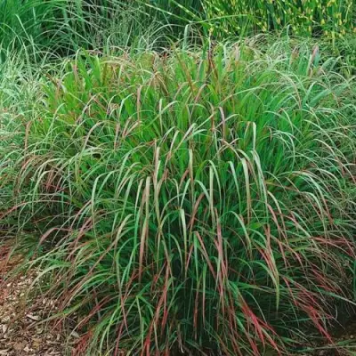 Просо РЕБРАУН прутьевидное в Гомеле