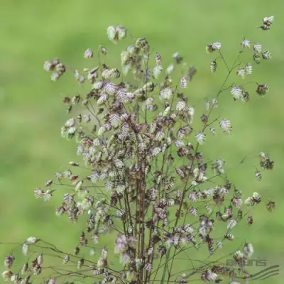 Трясунка средняя в Гомеле