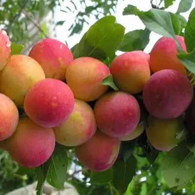 Слива СКОРОПЛОДНАЯ в Гомеле