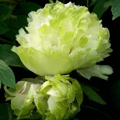 Пион ЗЕЛЕНЫЙ ШАР древовидный в Гомеле